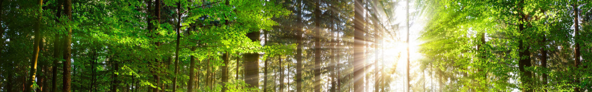 Beautiful rays of sunlight in a green forest